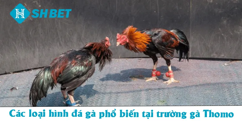 Đá Gà Thomo – Loại Hình Giải Trí Kịch Tính, Ấn Tượng 2026 - KECIMO.IM