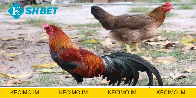 Đá Gà SHBET – Sân Chơi Cá Cược Uy Tín - KECIMO.IM