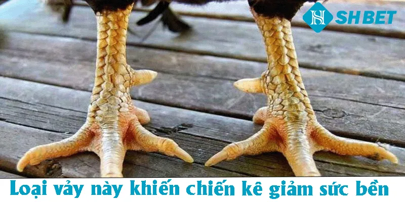 Vảy Song Cúc – SHBET  Hướng Dẫn Cách Nhận Biết Đặc Điểm  - KECIMO.IM
