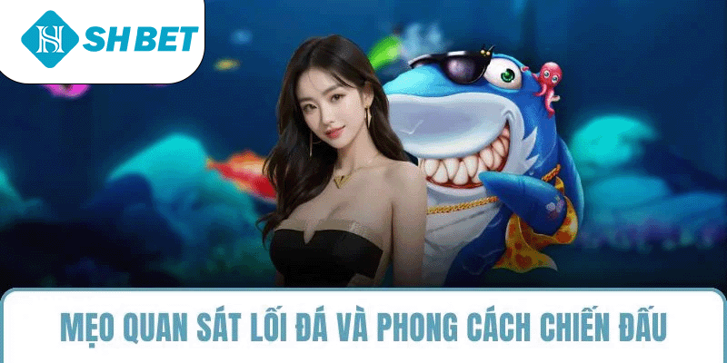 Đá Gà SHBET – Sân Chơi Cá Cược Uy Tín - KECIMO.IM