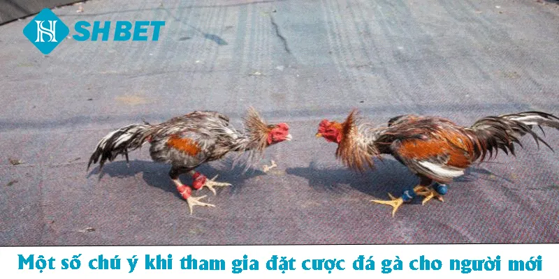Đá Gà Thomo – Loại Hình Giải Trí Kịch Tính, Ấn Tượng 2026 - KECIMO.IM