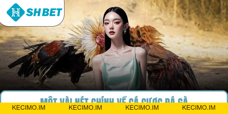 Đá Gà SHBET – Sân Chơi Cá Cược Uy Tín - KECIMO.IM