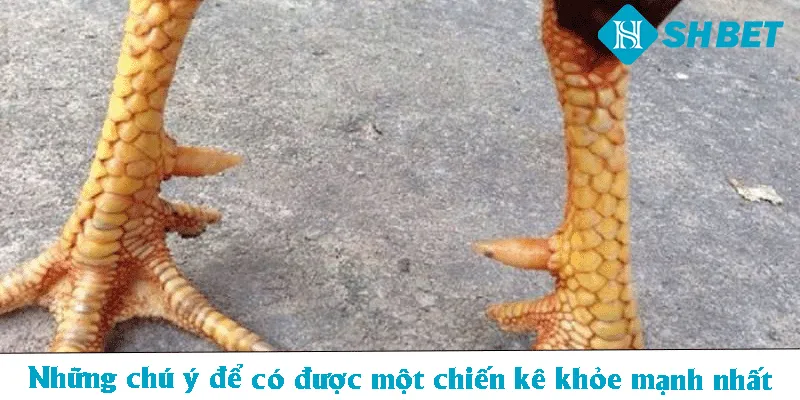Vảy Song Cúc – SHBET  Hướng Dẫn Cách Nhận Biết Đặc Điểm  - KECIMO.IM
