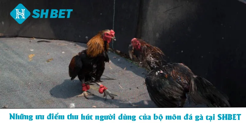 Đá Gà Thomo – Loại Hình Giải Trí Kịch Tính, Ấn Tượng 2026 - KECIMO.IM
