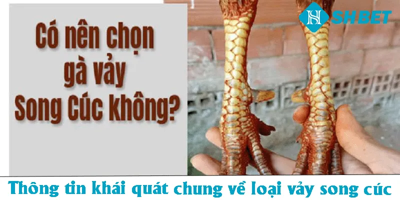 Vảy Song Cúc – SHBET  Hướng Dẫn Cách Nhận Biết Đặc Điểm  - KECIMO.IM