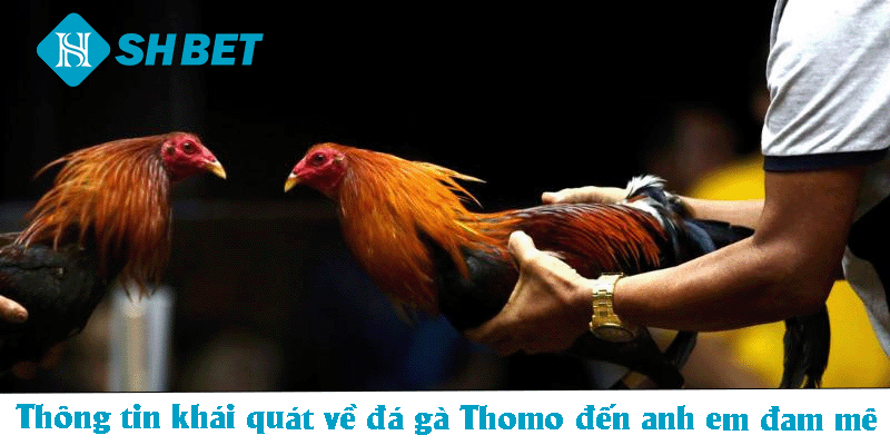 Đá Gà Thomo – Loại Hình Giải Trí Kịch Tính, Ấn Tượng 2026 - KECIMO.IM