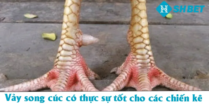 Vảy Song Cúc – SHBET  Hướng Dẫn Cách Nhận Biết Đặc Điểm  - KECIMO.IM