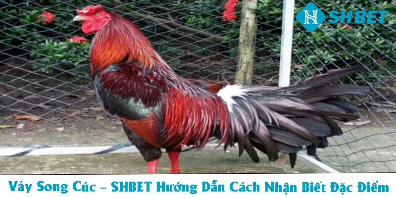 Đá Gà SHBET – Sân Chơi Cá Cược Uy Tín - KECIMO.IM