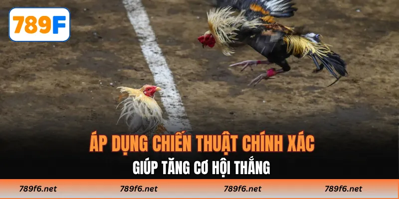 Đá Gà 789F - Kinh Nghiệm Thắng Lớn Cho Các Tay Chơi Online - KECIMO.IM