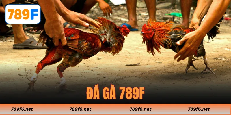 Đá Gà 789F - Kinh Nghiệm Thắng Lớn Cho Các Tay Chơi Online - KECIMO.IM