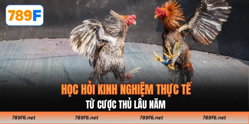 Đá Gà 789F - Kinh Nghiệm Thắng Lớn Cho Các Tay Chơi Online - KECIMO.IM